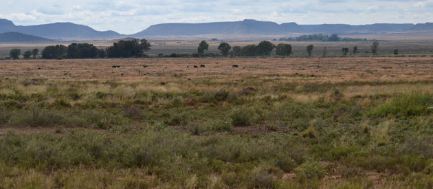 0 Bedroom Property for Sale in Winburg Free State